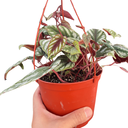 Begonia Rex Vine - 6" Pot