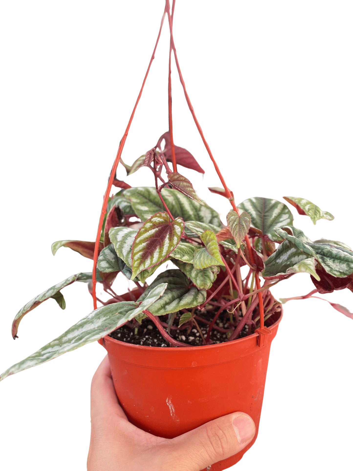 Begonia Rex Vine - 6" Pot