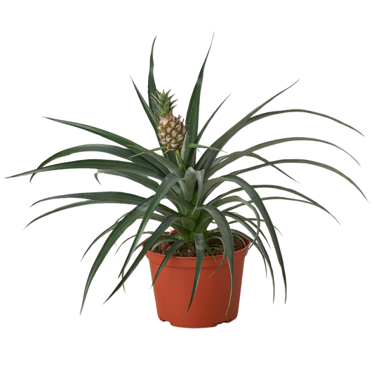 Bromeliad 'Yellow Pineapple' - 6" Pot