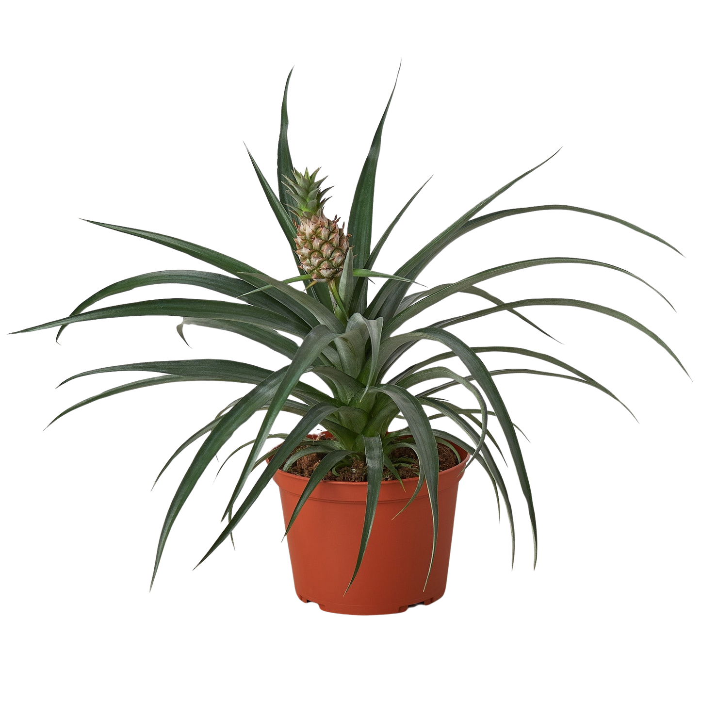 Bromeliad 'Yellow Pineapple' - 6" Pot