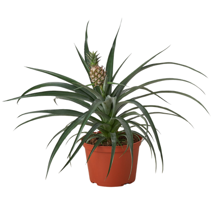 Bromeliad 'Yellow Pineapple' - 6" Pot