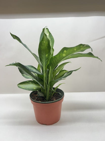 Dieffenbachia Panther