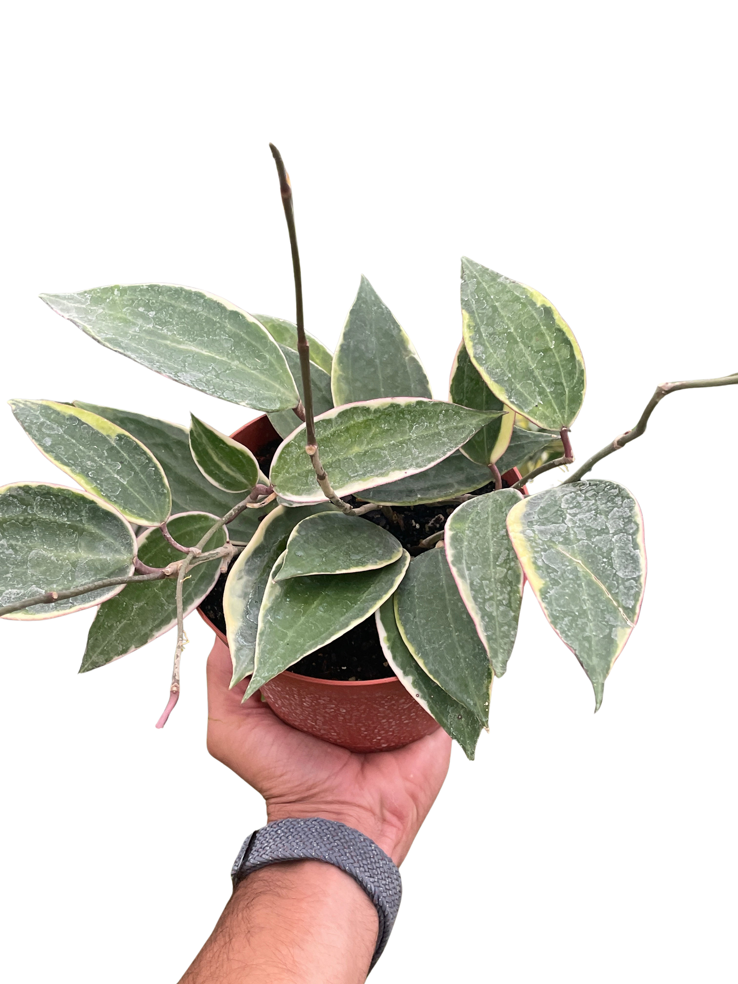 Hoya Macrophylla Variegated