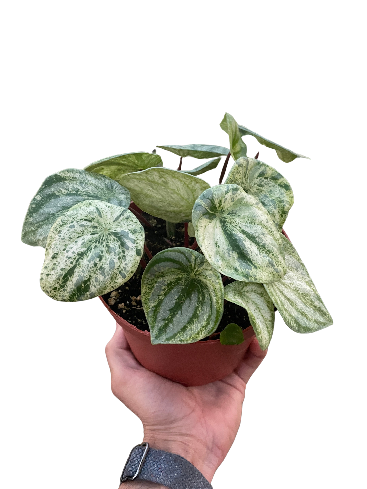 Peperomia 'Watermelon Variegated'