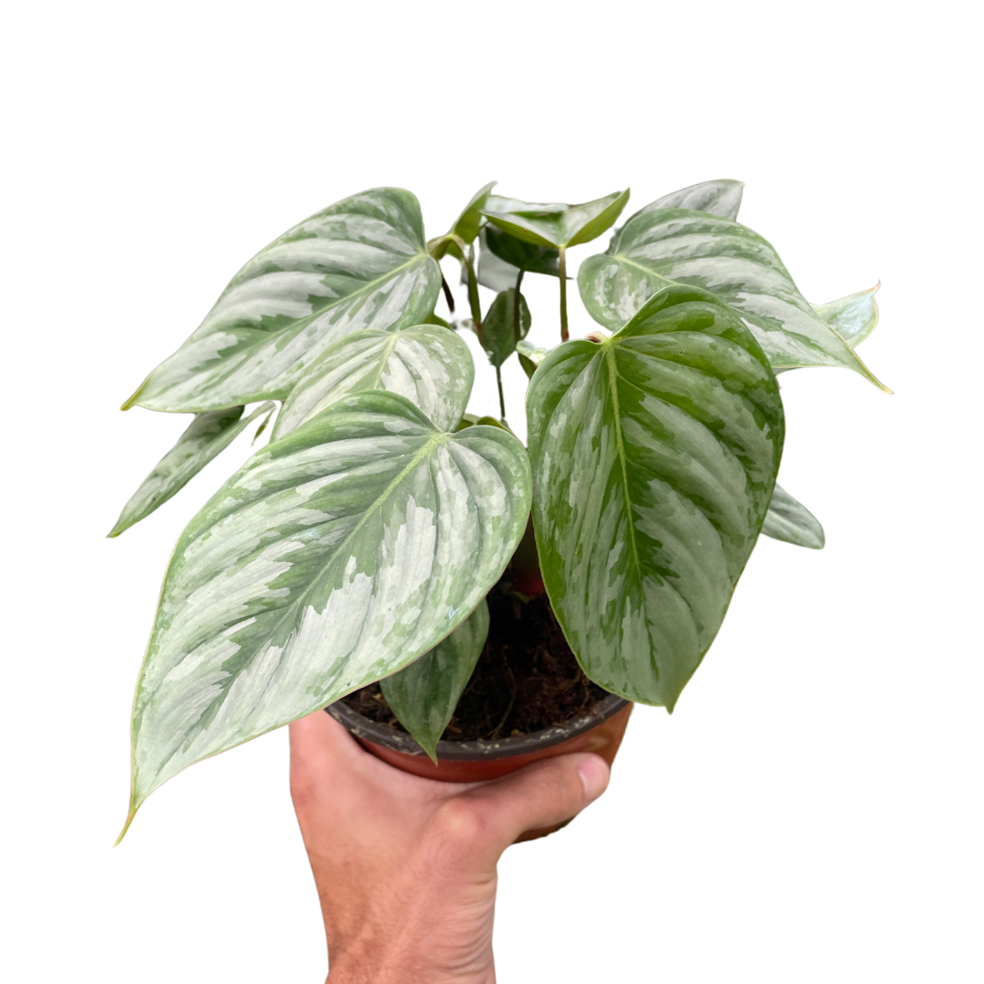 Philodendron 'Sodiroi'