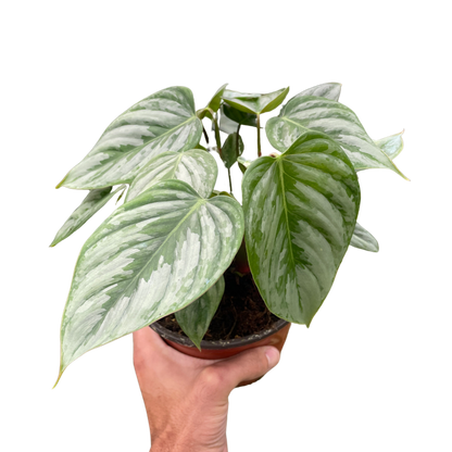 Philodendron 'Sodiroi'