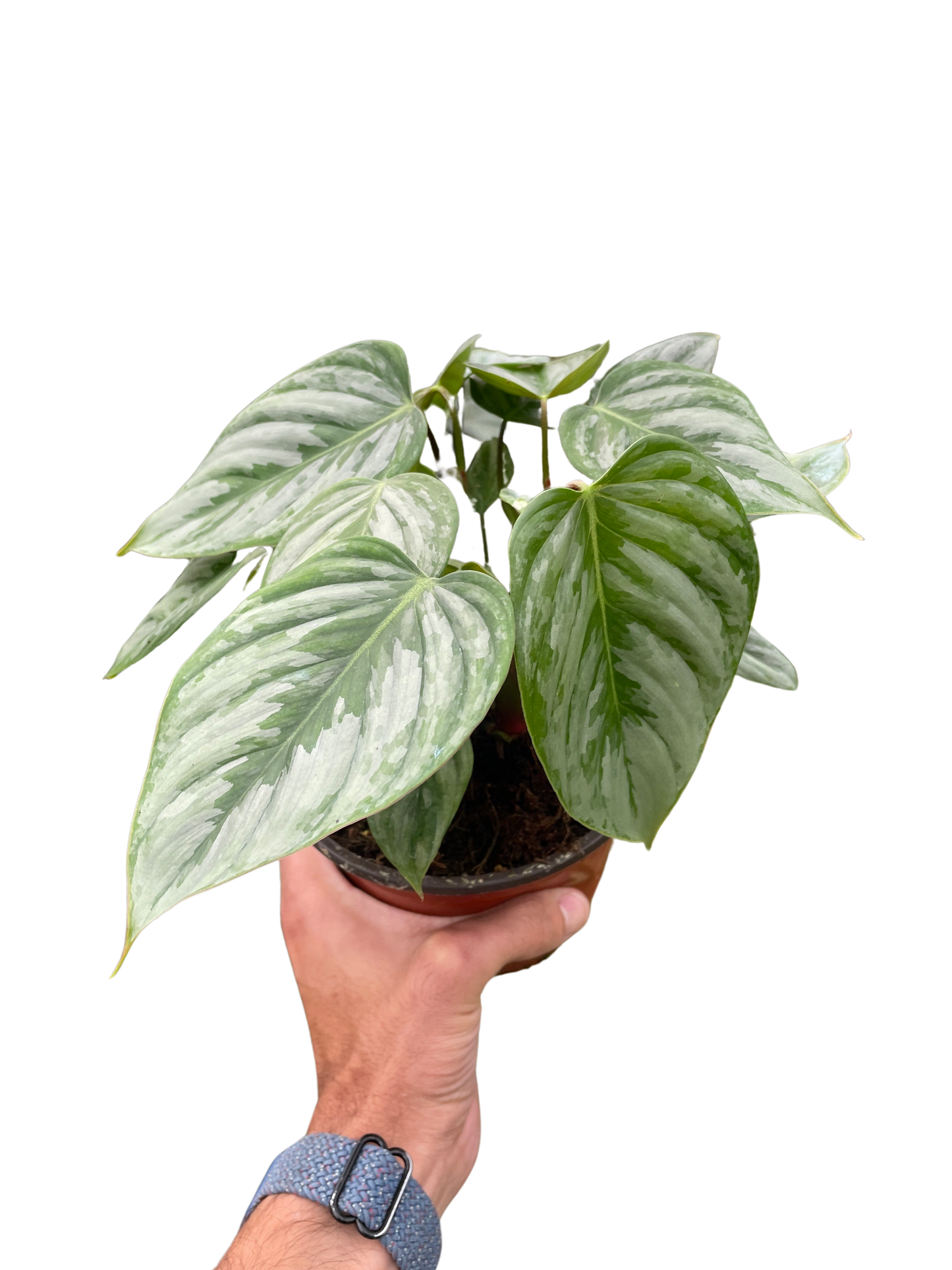 Philodendron 'Sodiroi'