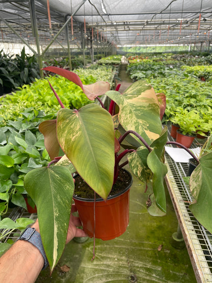 Philodendron 'Strawberry Shake'