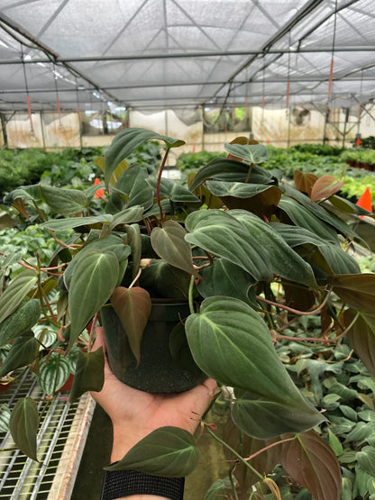 Philodendron 'Velvet'