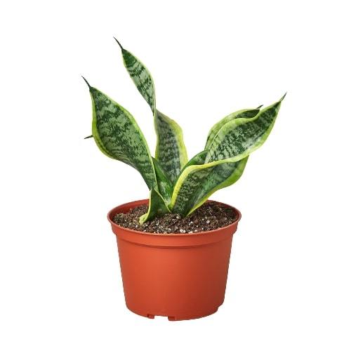 Snake Plant Twist