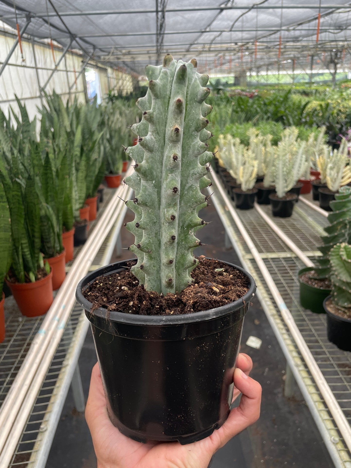 Succulent Cactus Ghost White Boobie