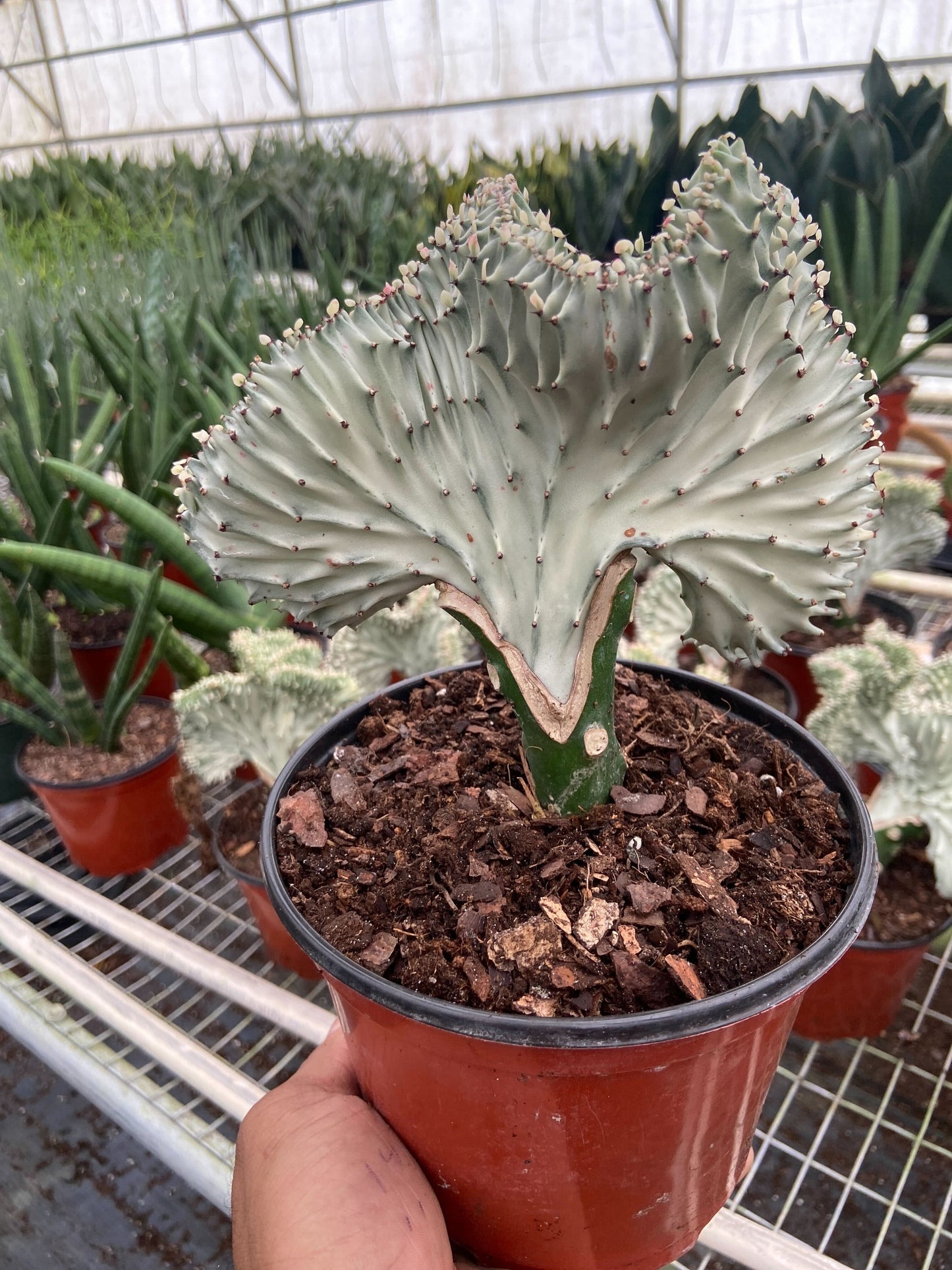 Succulent Euphorbia Lactea Ghost