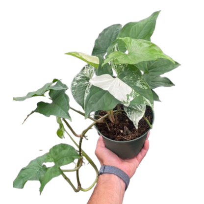 Syngonium 'Albo'