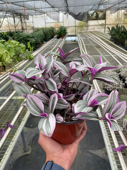 Tradescantia 'Nanouk'