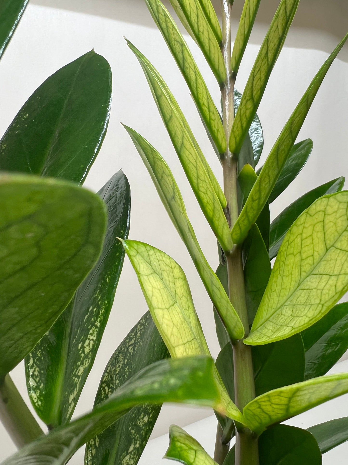 Zamioculcas 'Chameleon'