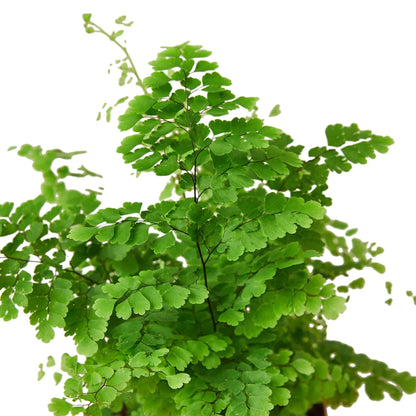 Maidenhair Fern