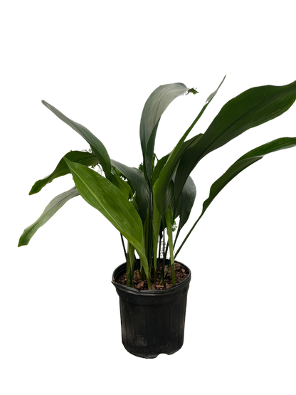 Aspidistra 'Cast Iron'