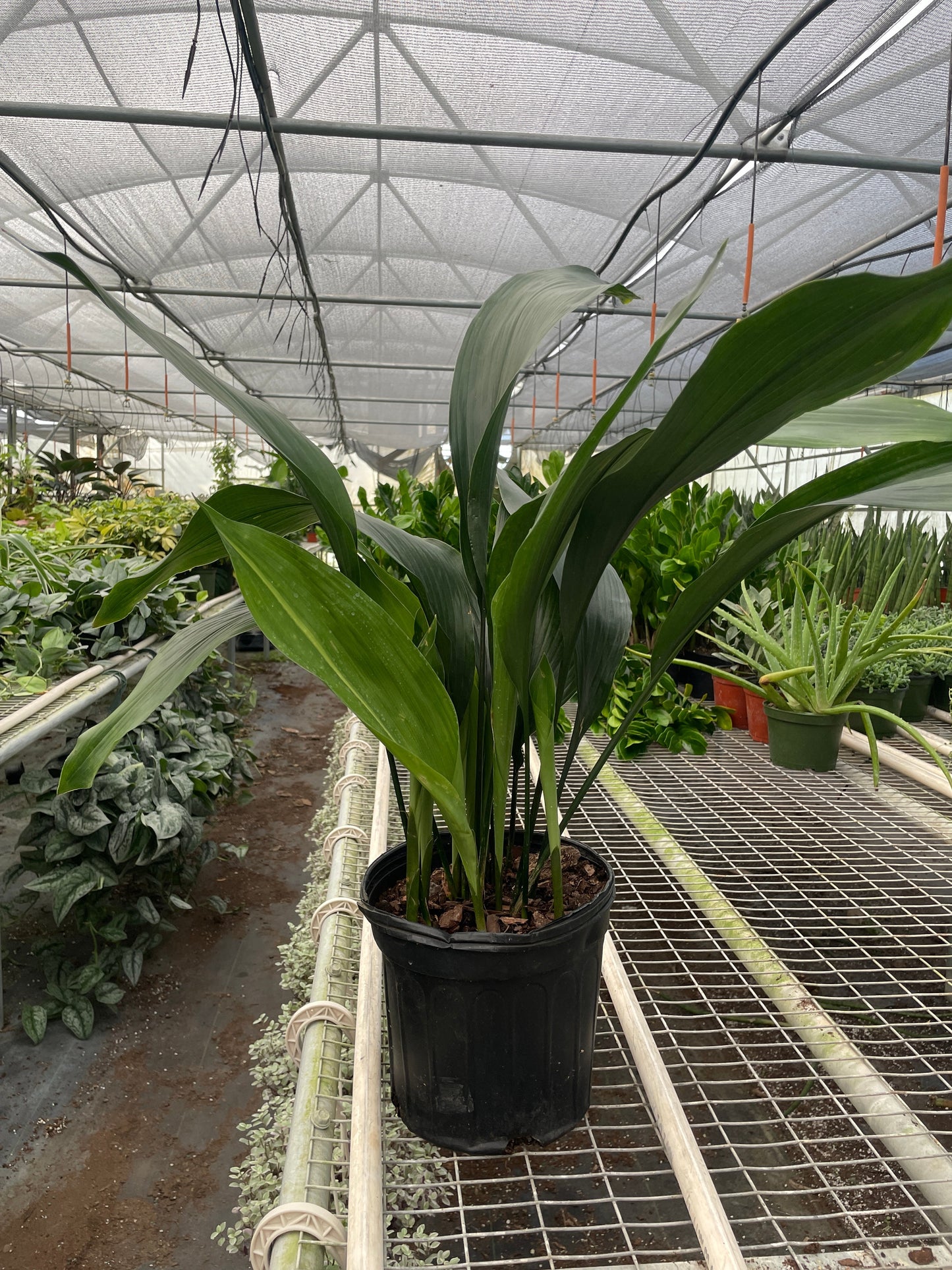 Aspidistra 'Cast Iron'