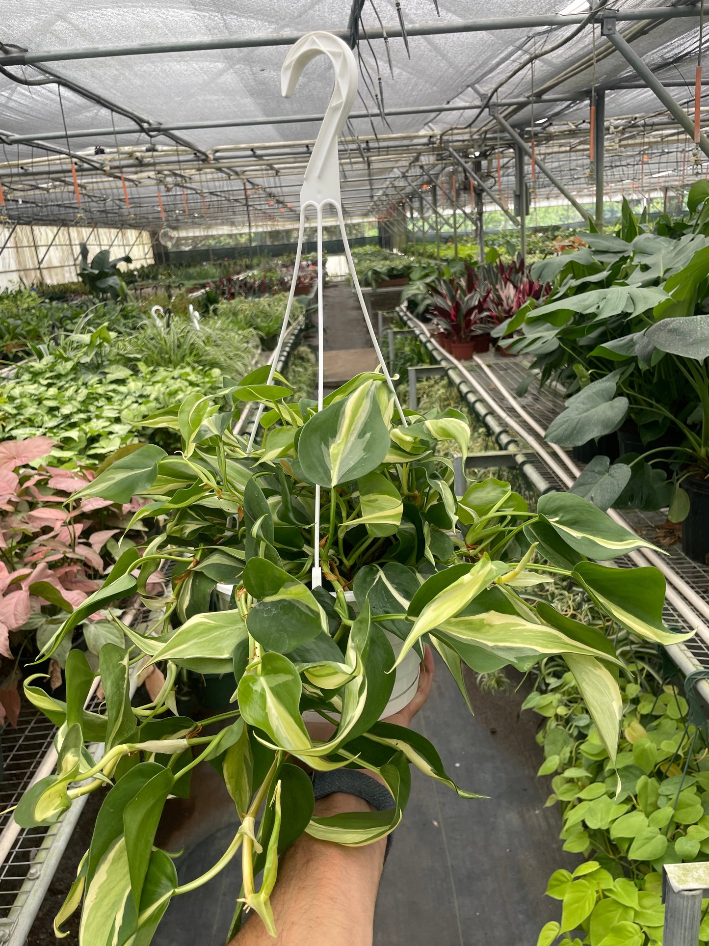 Philodendron 'Silver Stripe'