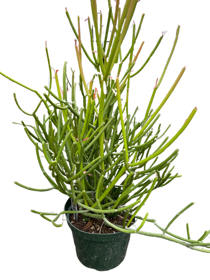 EUPHORBIA 'PENCIL CACTUS'