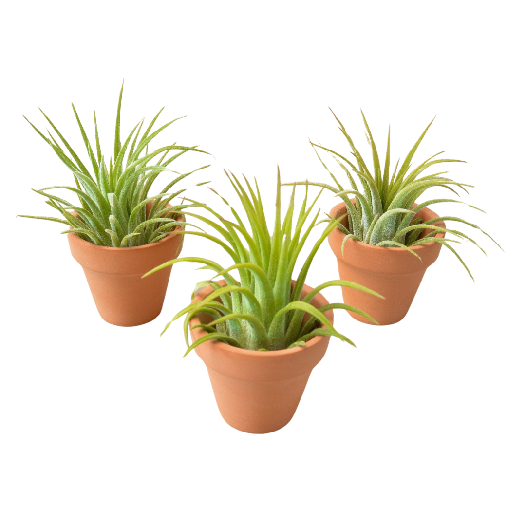 3 Ionantha Air Plants with Mini Terra Cotta Pots