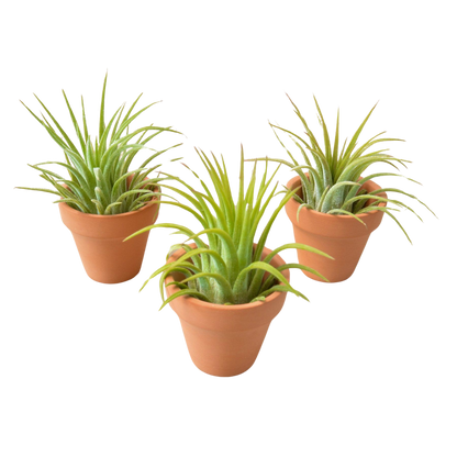 3 Ionantha Air Plants with Mini Terra Cotta Pots