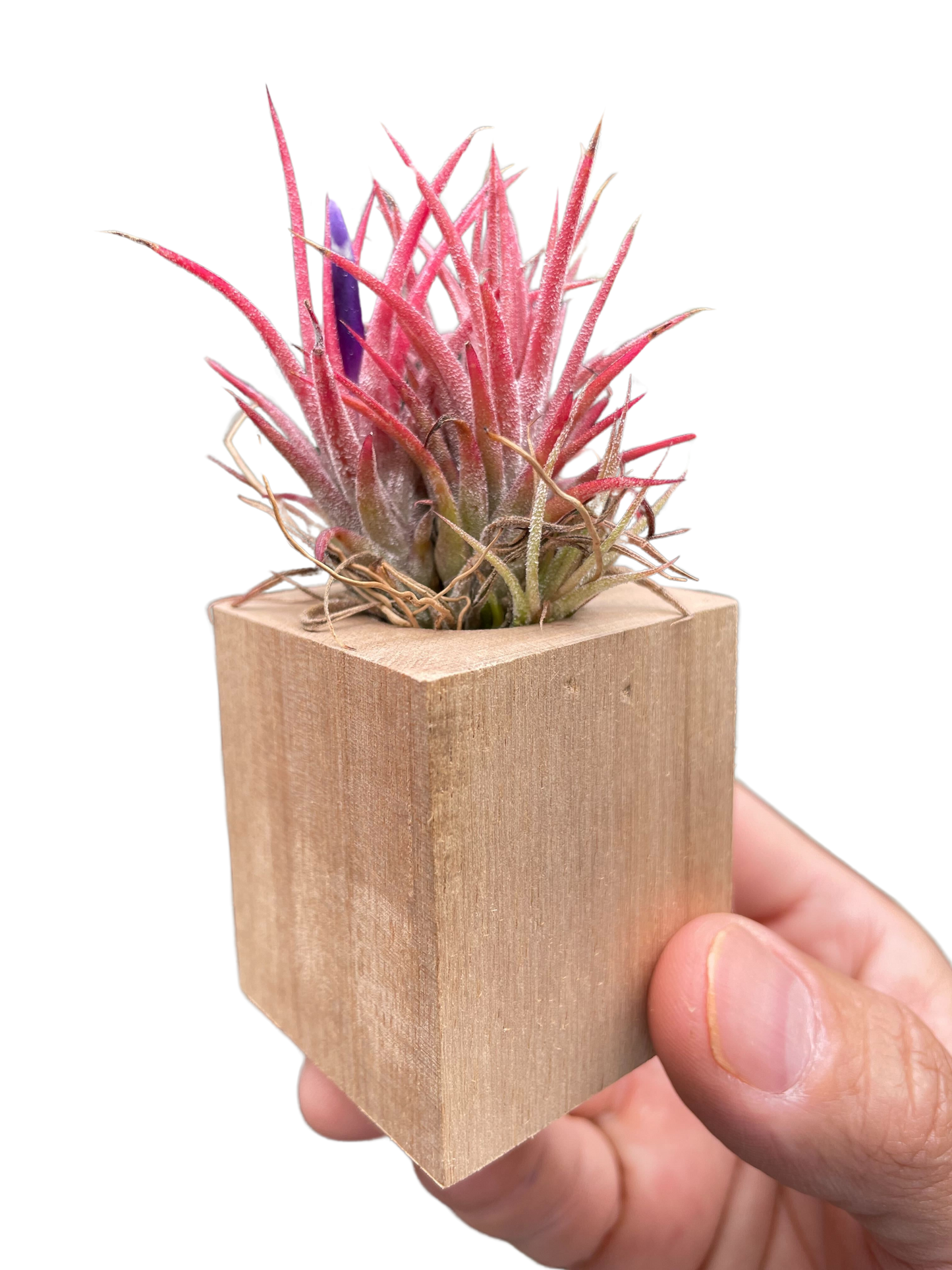 Tillandsia Air Plant Ionantha in Magnetic Wood Planter