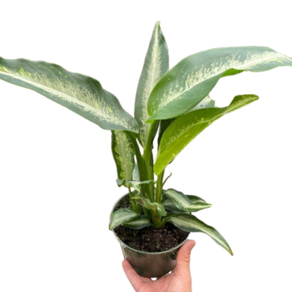 Dieffenbachia Panther