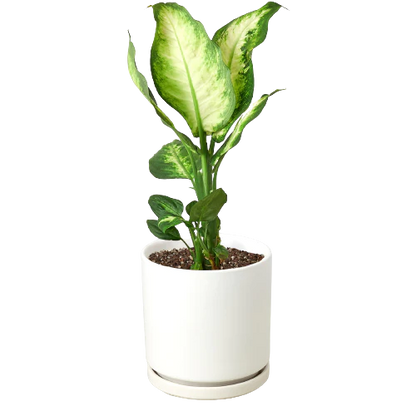 Dieffenbachia Camille