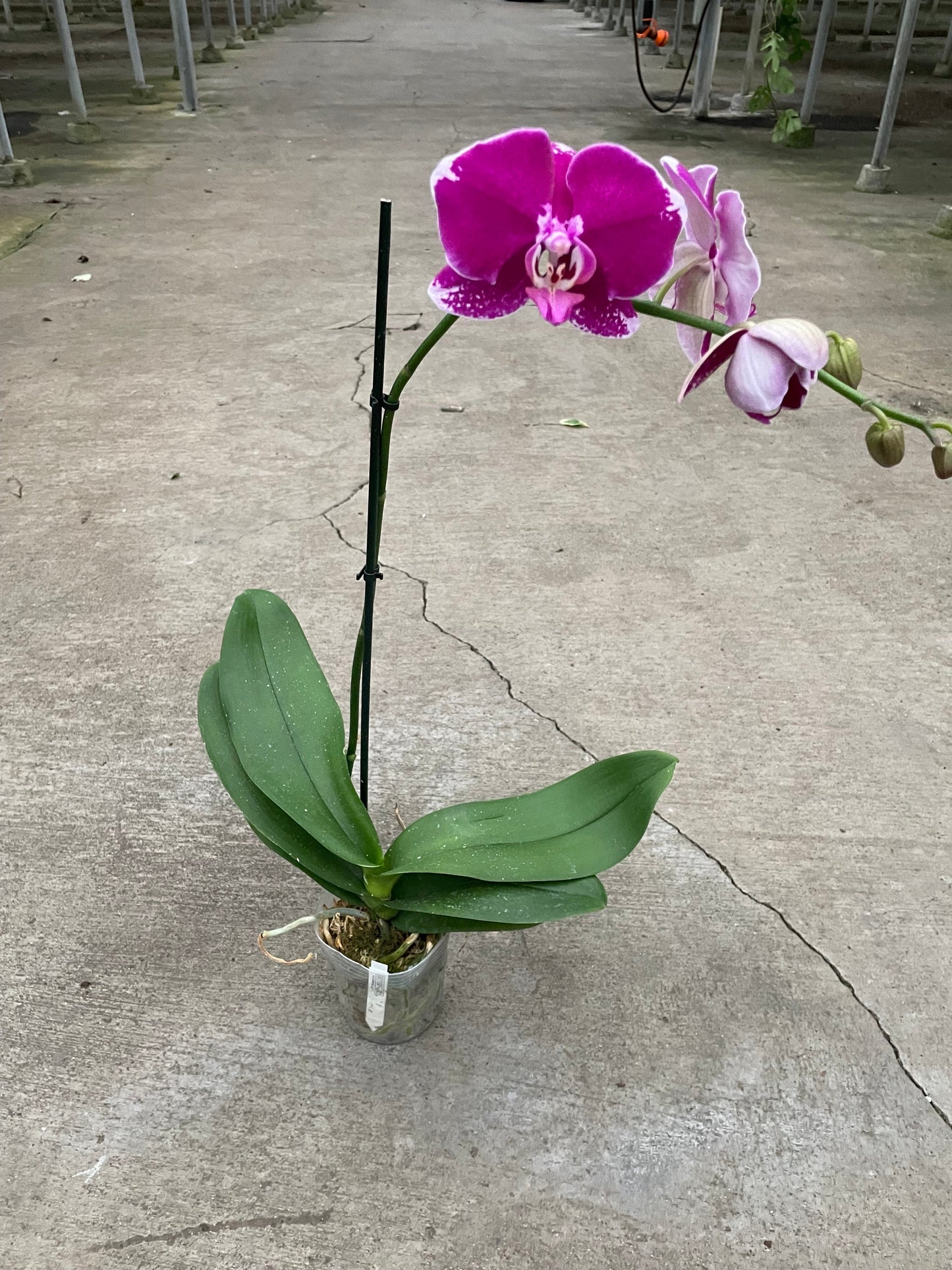 Orchid 'Purple Spotted Phalaenopsis'