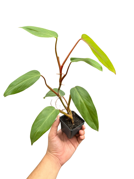 Philodendron Red Emerald