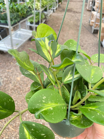 Hoya Obovata Reverse