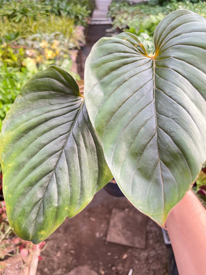 Philodendron 'Serpens'