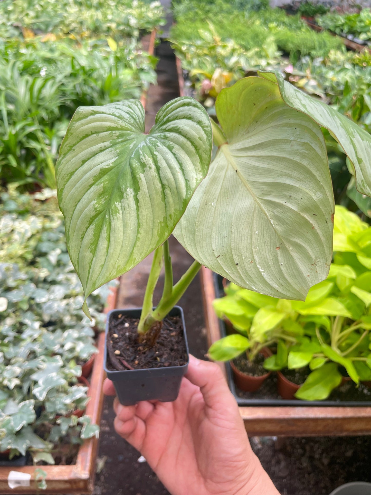 Philodendron 'Mamei'