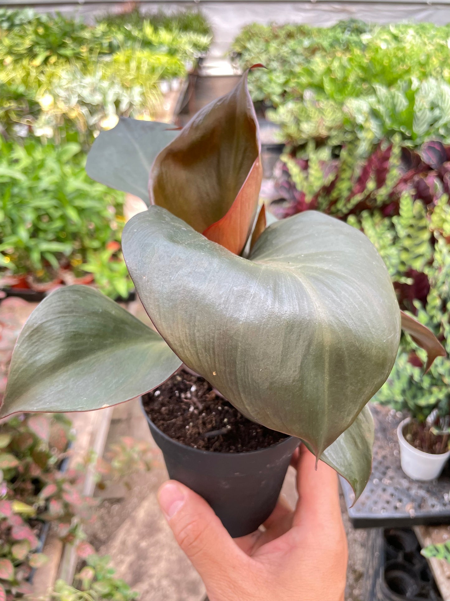 Philodendron 'Red Heart'