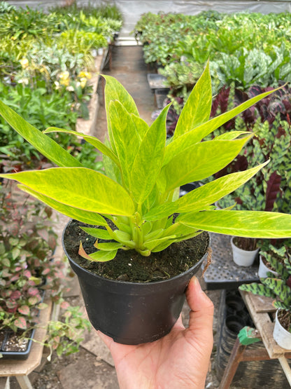 Philodendron 'Calkins Gold'