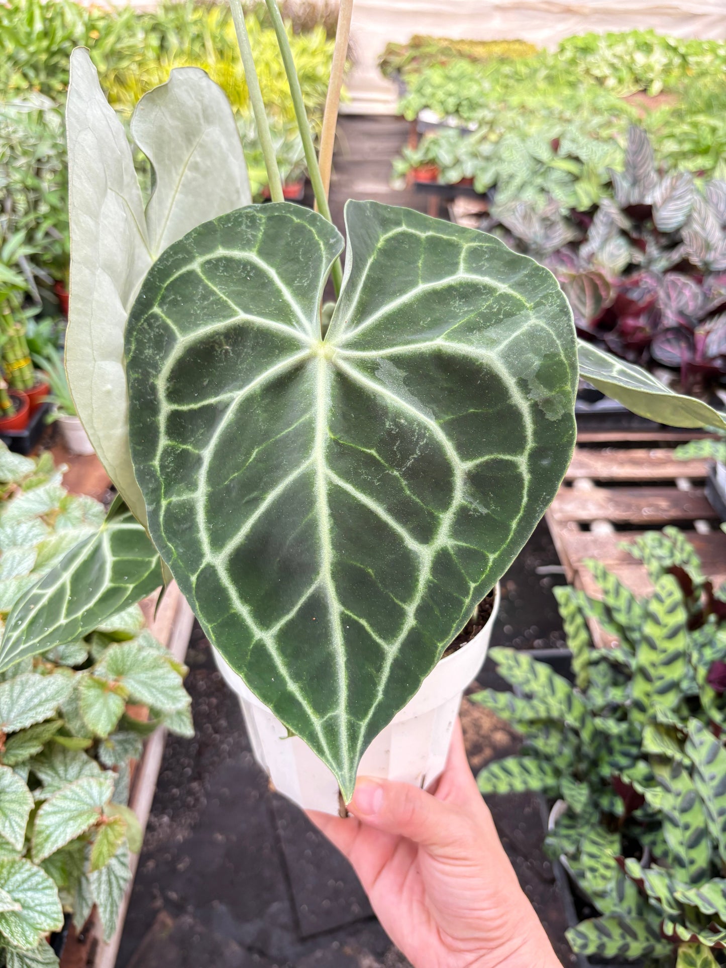 Anthurium 'Clarinervium'