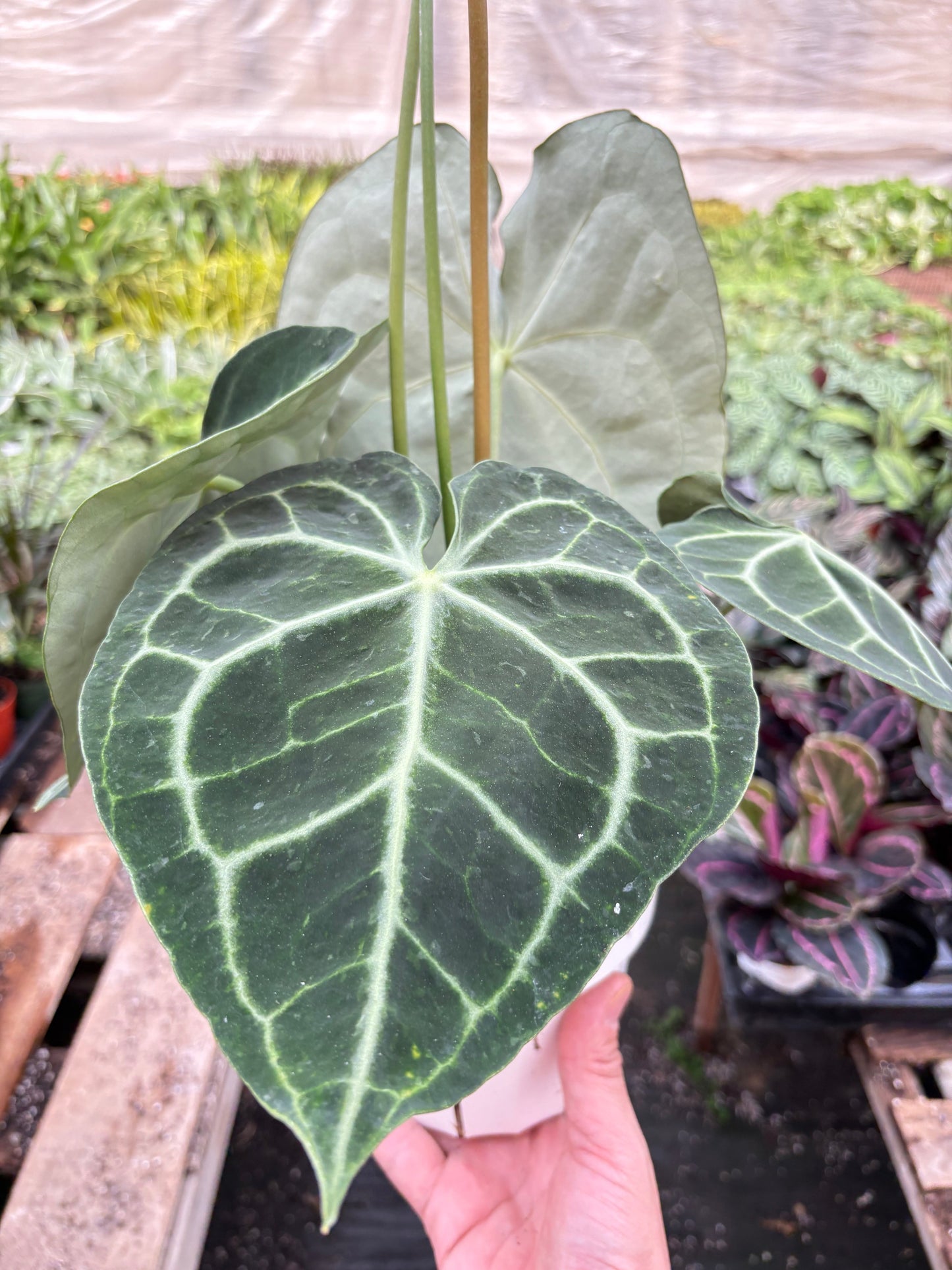 Anthurium 'Clarinervium'