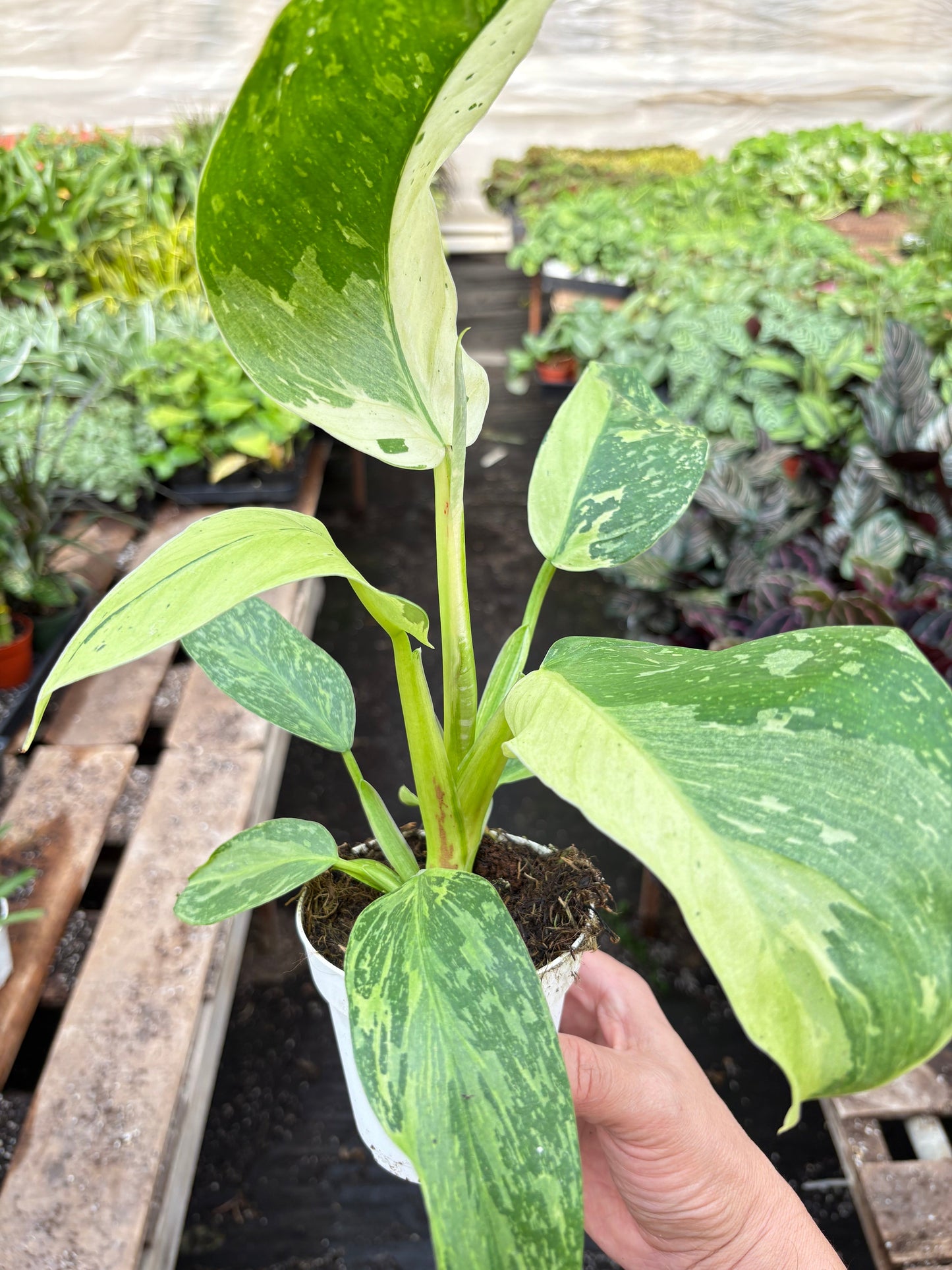 Philodendron Jose Bueno