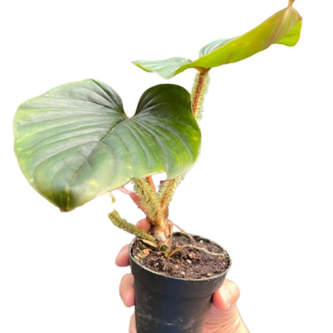 Philodendron 'Serpens'