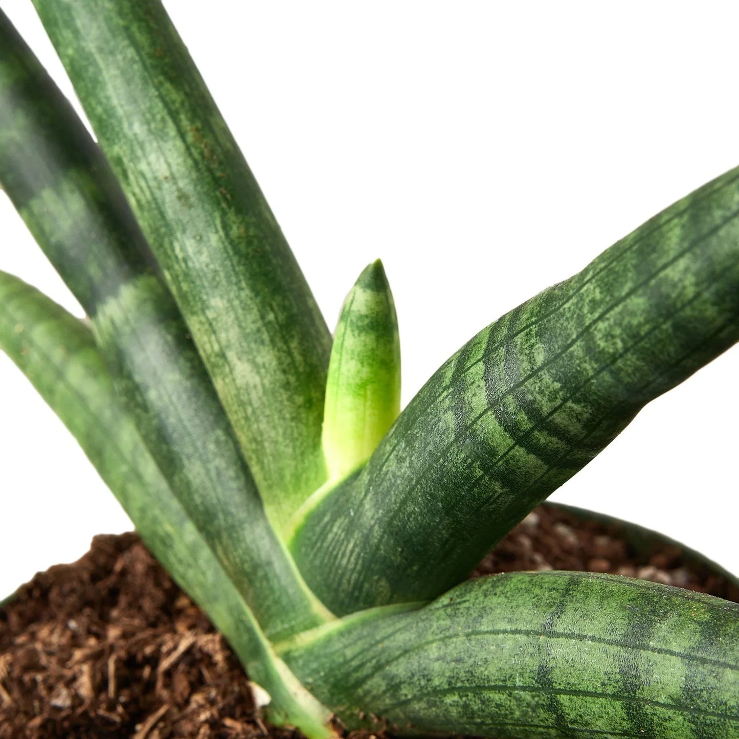 Snake Plant Starfish