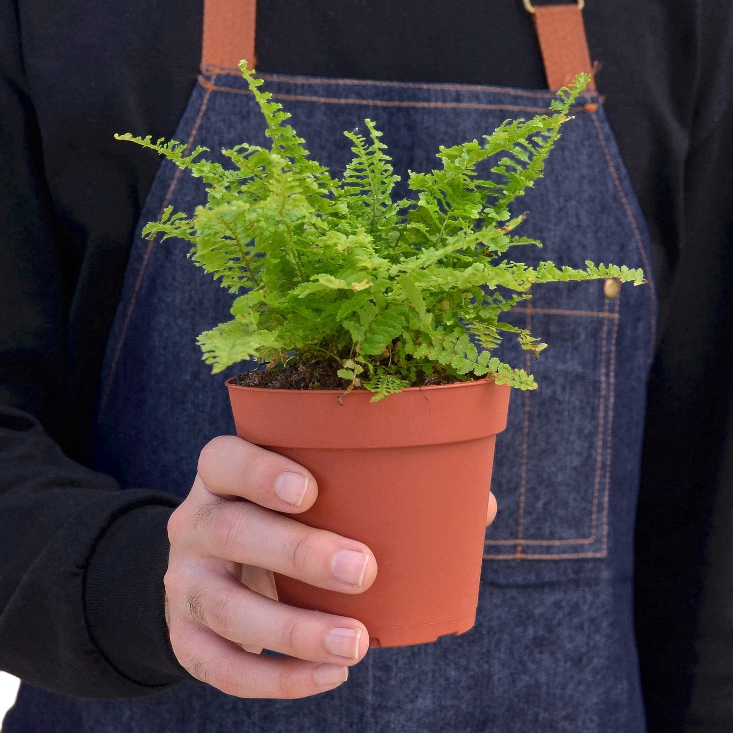 Cotton Candy Fern