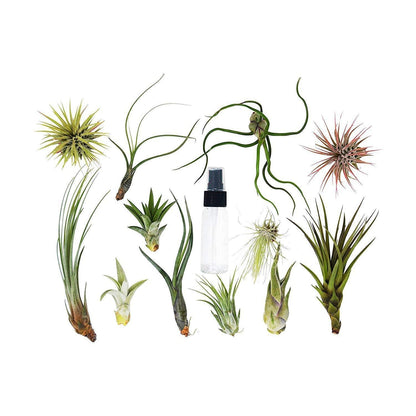 Tillandsia Air Plant Variety w/ Spray - 9 Pack