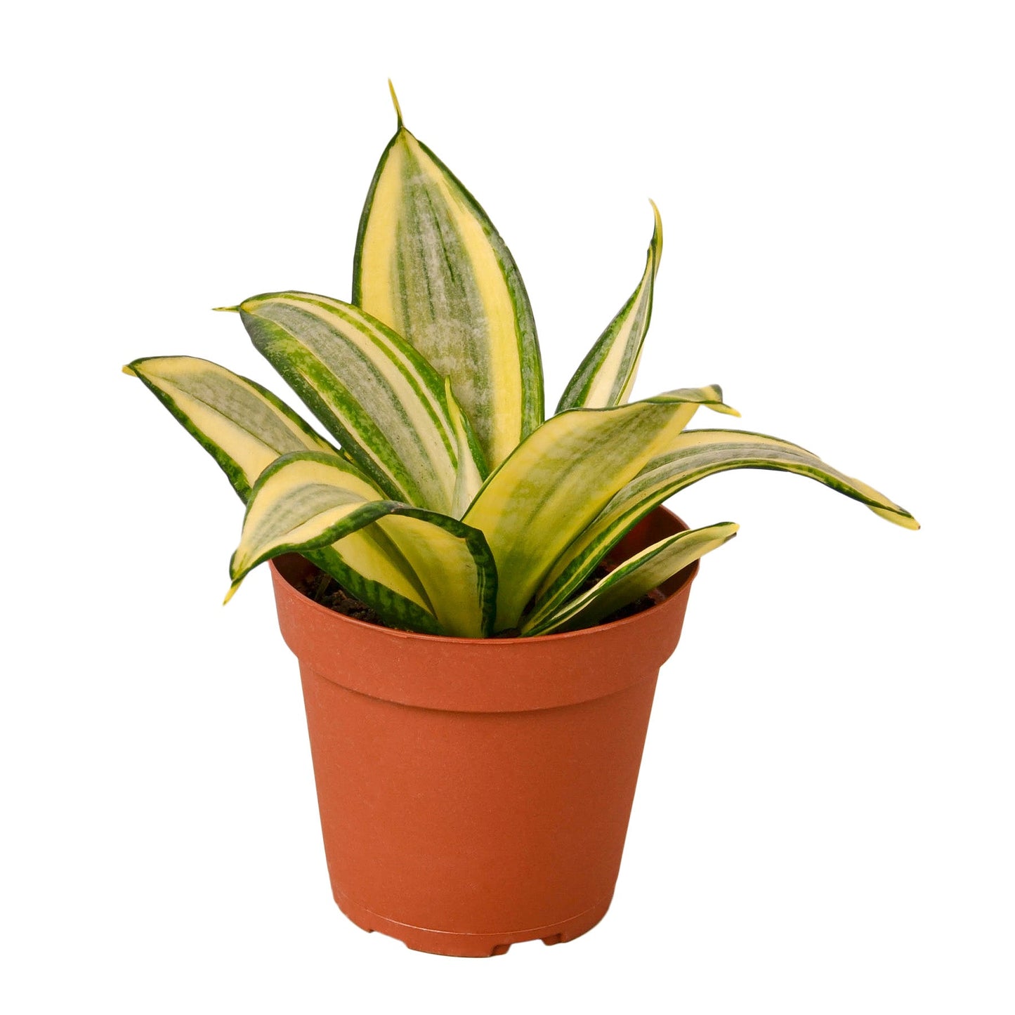 Snake Plant Gold Hahnii