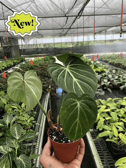 Philodendron Gloriosum