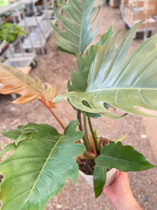 Philodendron Caramel Pluto