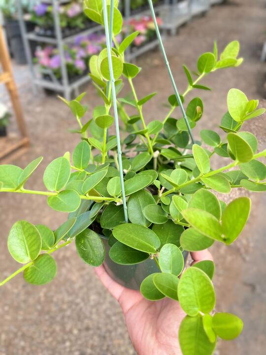 Hoya Cumingiana