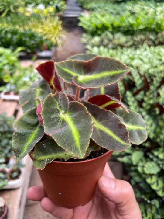 Begonia 'Striped'