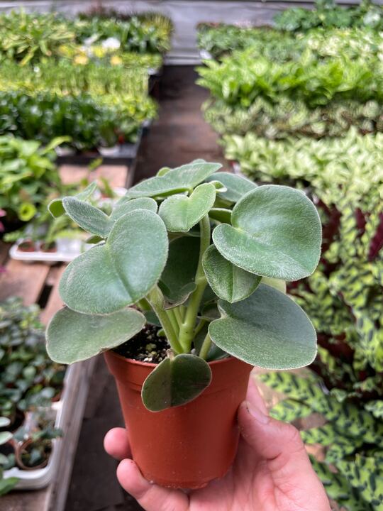 Peperomia 'Felted'