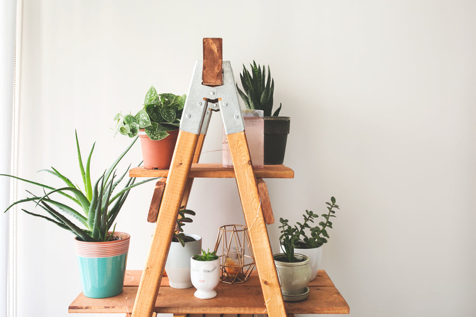 Ladder with hand-picked lush plants